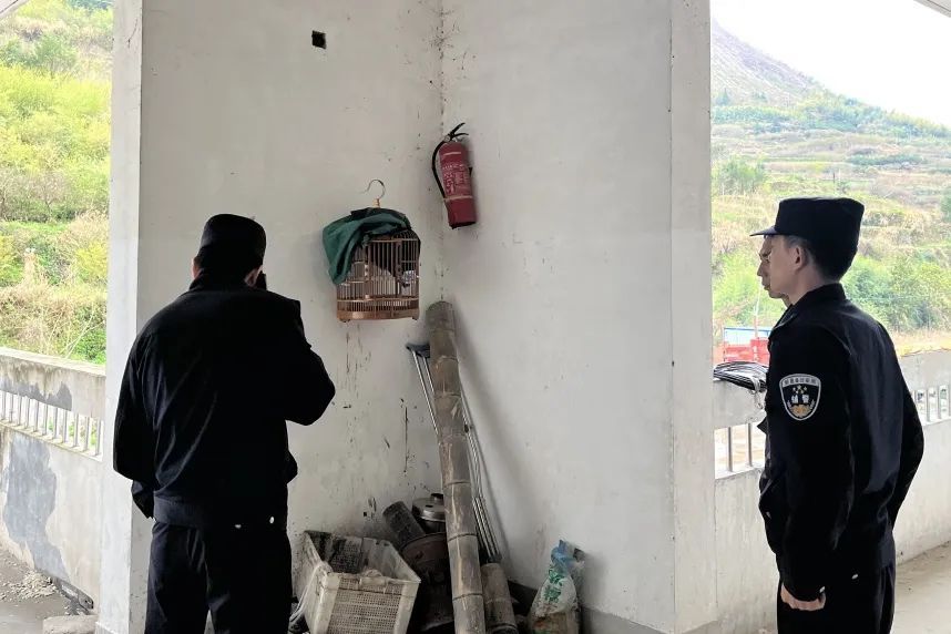 画眉鸟身陷“牢笼” 生态警长出手相救