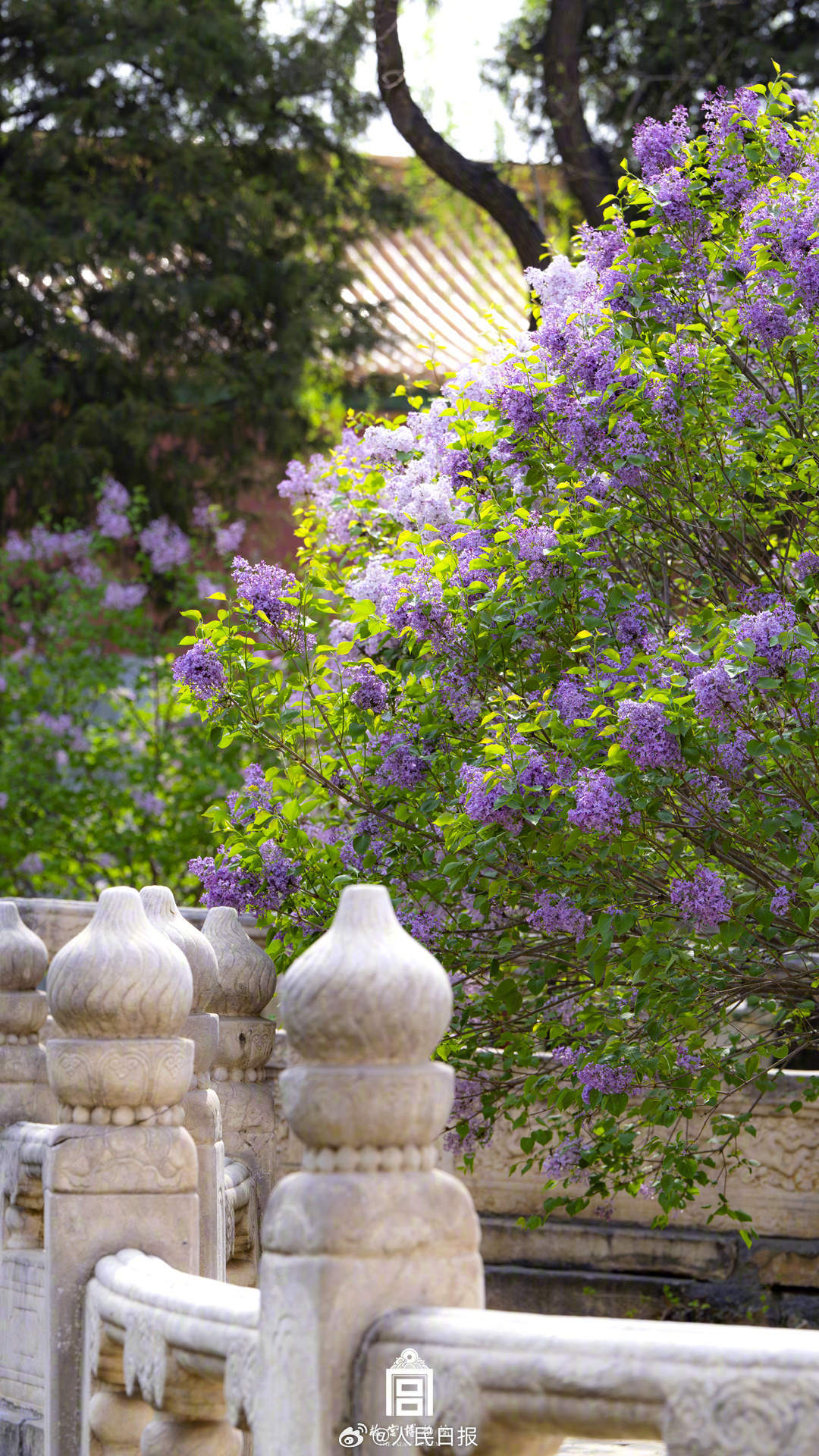 春花映红墙！故宫春花壁纸上新了
