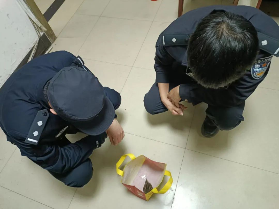 平平无奇小麻雀？是“三趾鹑”！