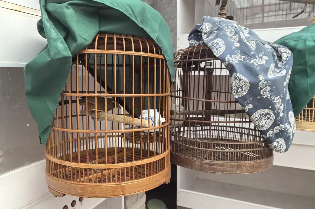 画眉鸟身陷“牢笼” 生态警长出手相救