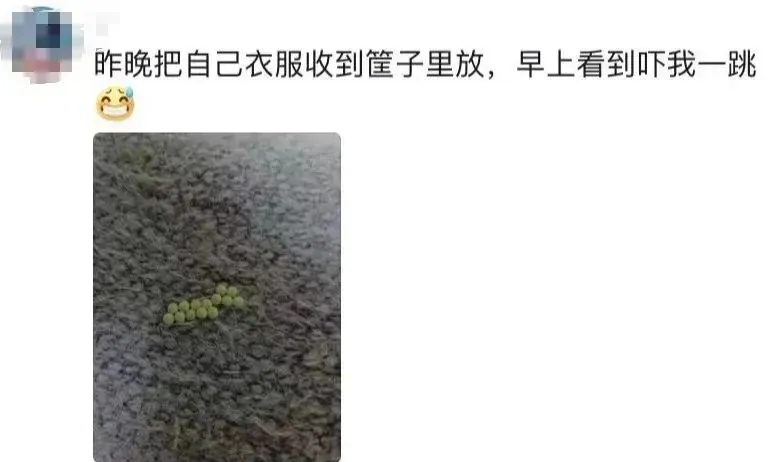 小心了！很多人家中突然大量出现……