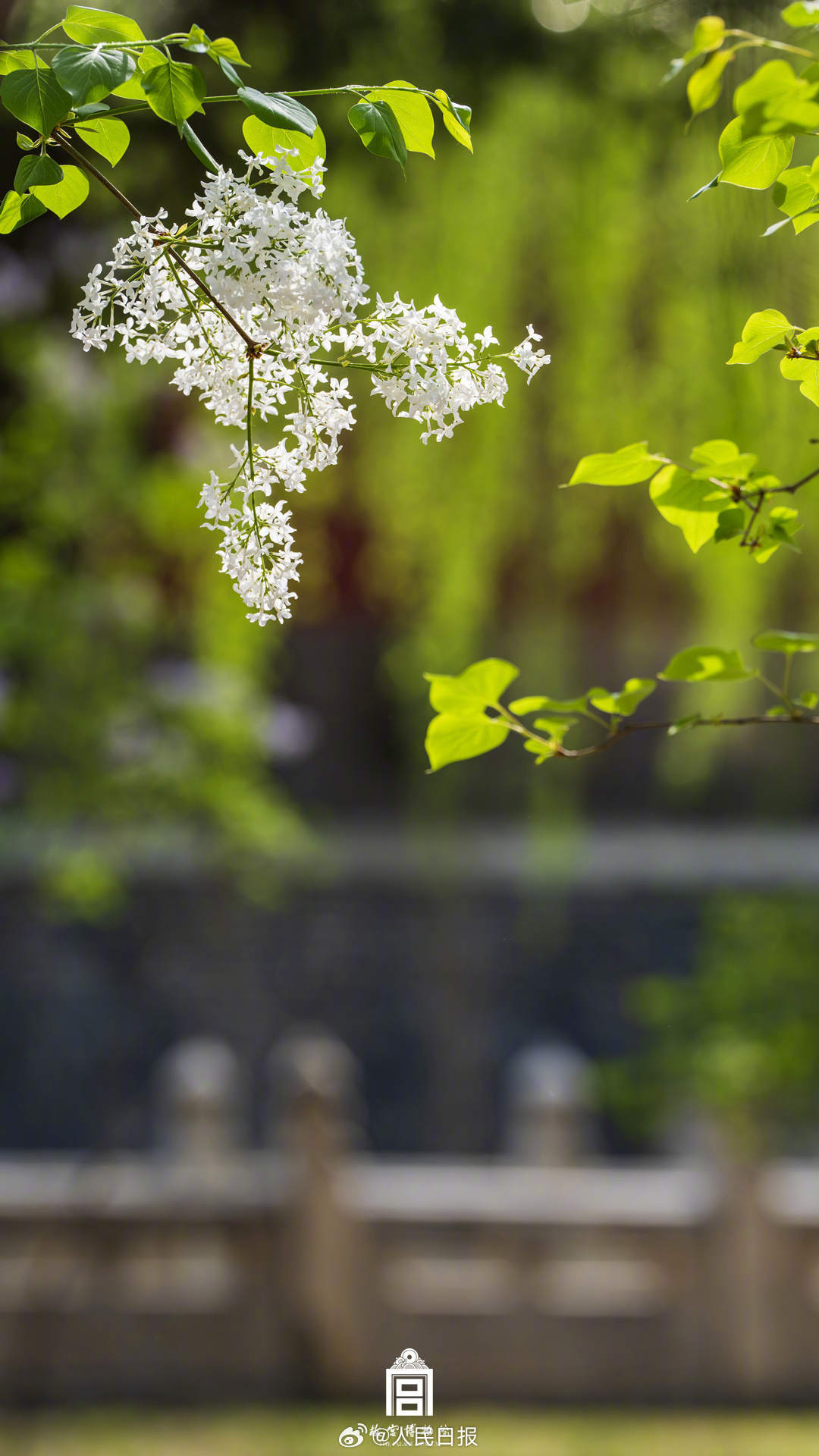 春花映红墙！故宫春花壁纸上新了