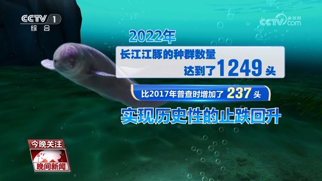 【十年禁渔看长江】“微笑天使”江豚回来了