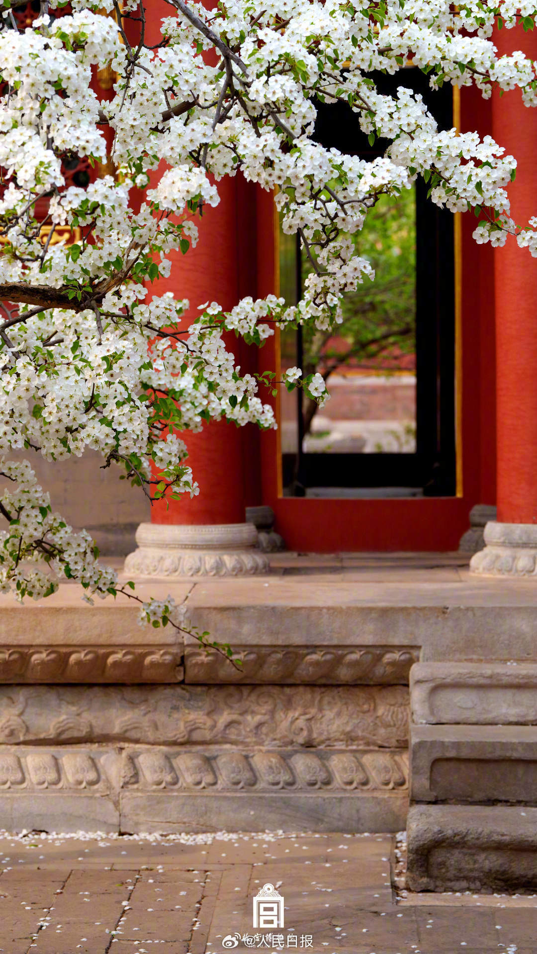 春花映红墙！故宫春花壁纸上新了
