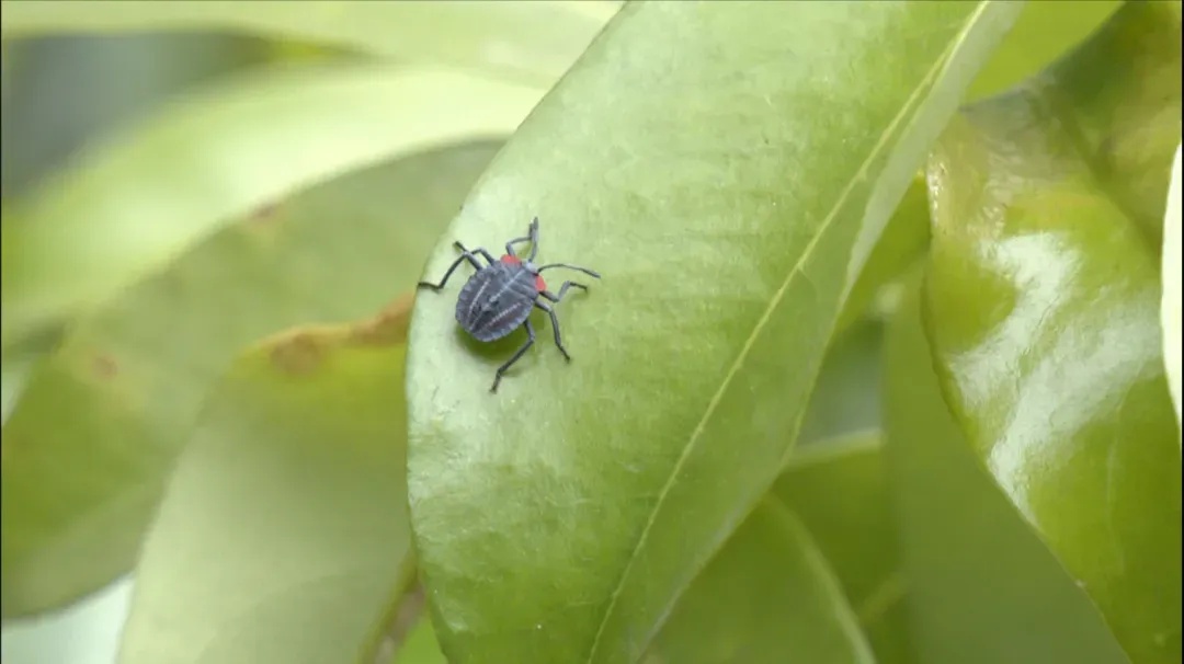 小心了！很多人家中突然大量出现……