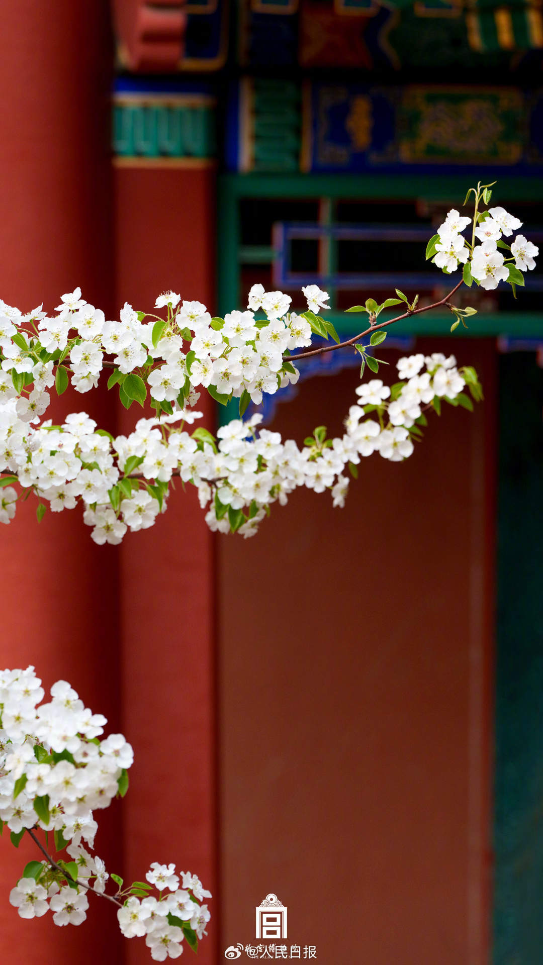 春花映红墙！故宫春花壁纸上新了