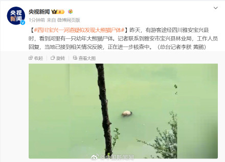 四川宝兴一河道疑现大熊猫尸体