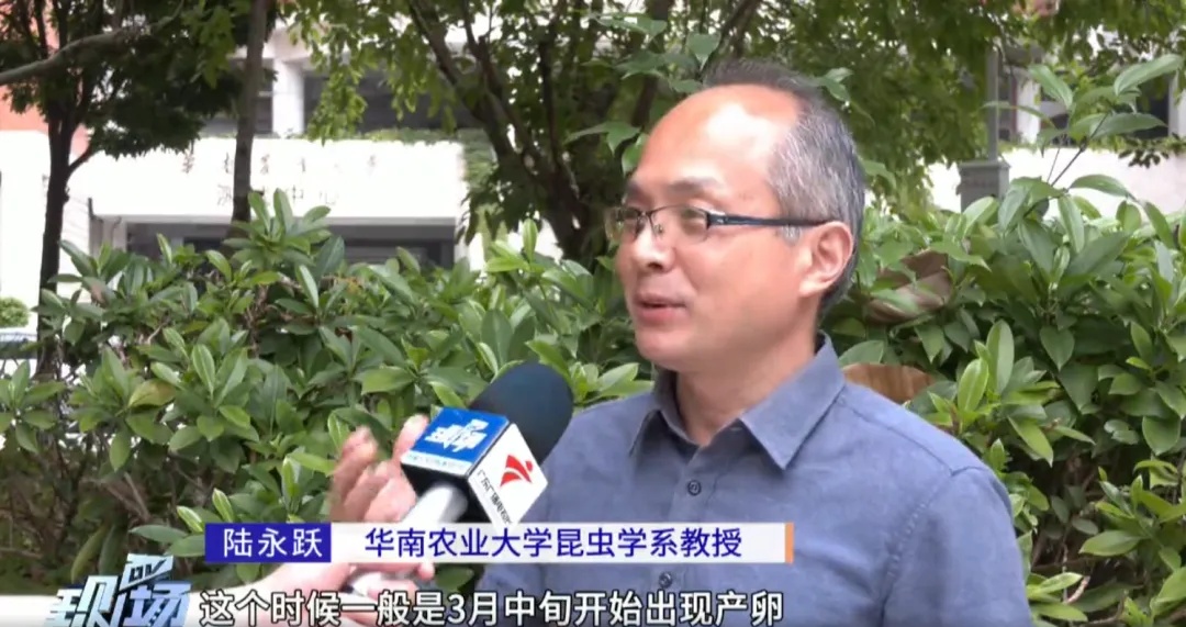 一见到就是14颗？别碰！很臭！福建已出现！