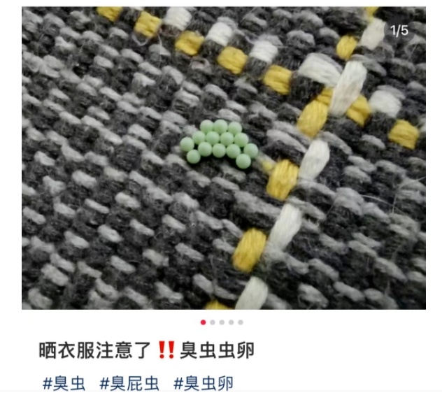 小心了！很多人家中突然大量出现……