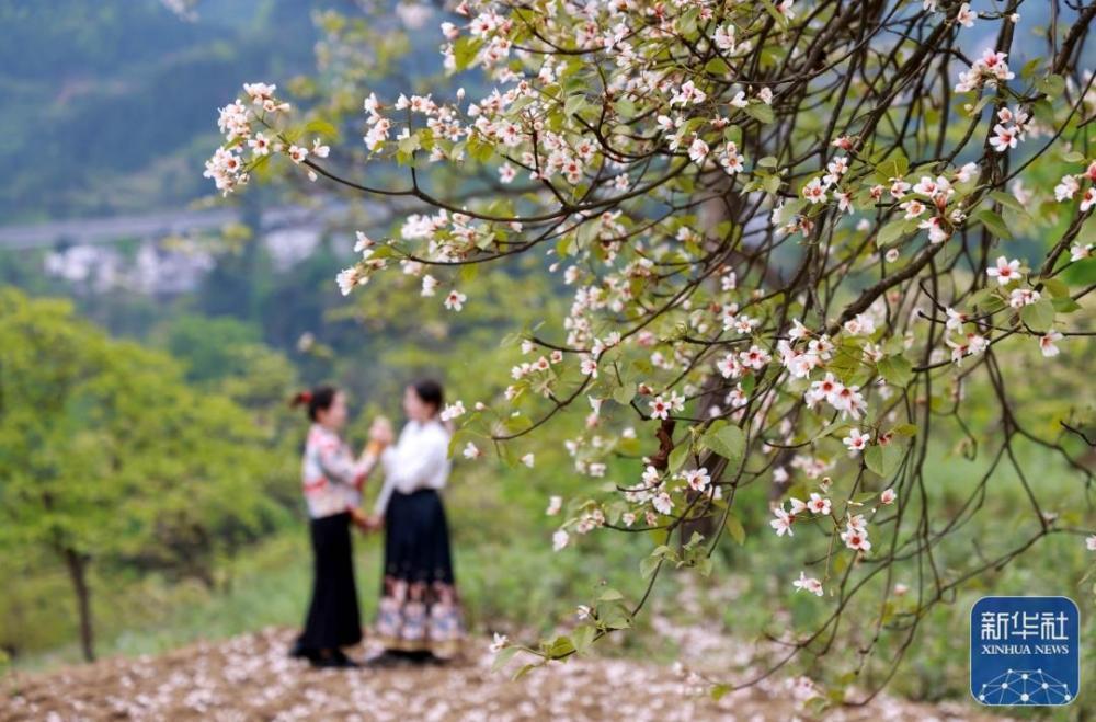 贵州正安：油桐花盛开引客来
