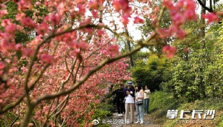 湖南省植物园450亩杜鹃花艳丽绽放 湖南省植物园450亩杜鹃花艳丽绽放