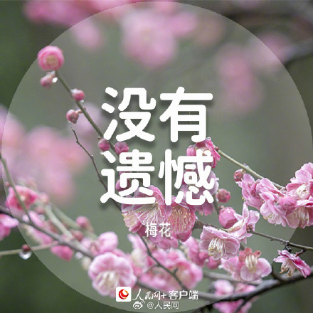 收藏美好!春日花花祝福语 收藏美好!春日花花祝福语