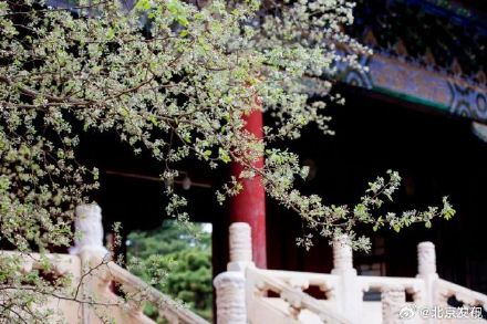 十三陵200岁古杜梨树花开满枝头 十三陵200岁古杜梨树花开满枝头