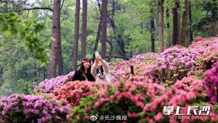 湖南省植物园450亩杜鹃花艳丽绽放 湖南省植物园450亩杜鹃花艳丽绽放