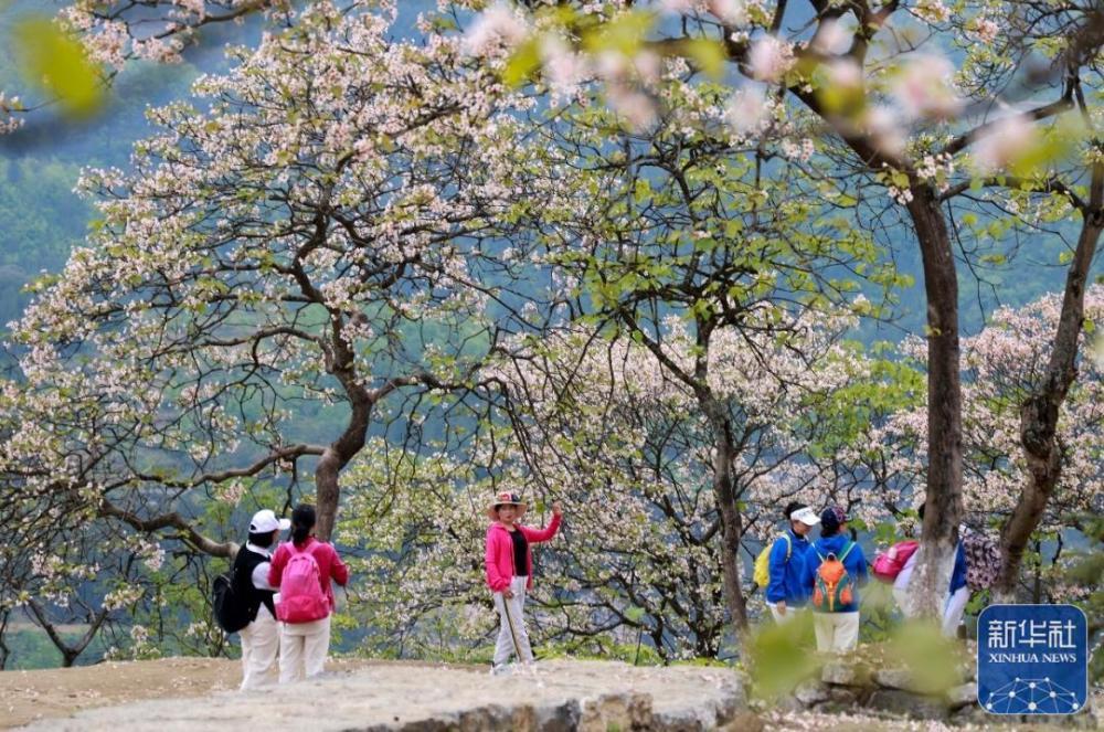 贵州正安：油桐花盛开引客来