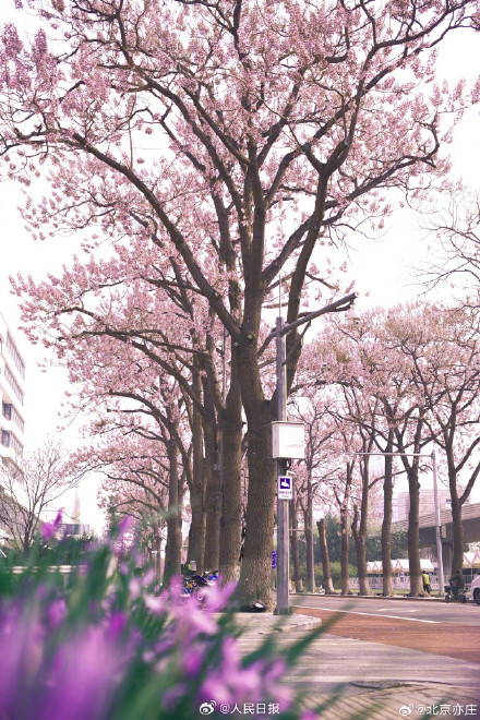 太美了！泡桐花让北京这条街变成了紫色隧道