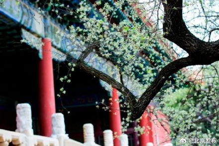 十三陵200岁古杜梨树花开满枝头 十三陵200岁古杜梨树花开满枝头