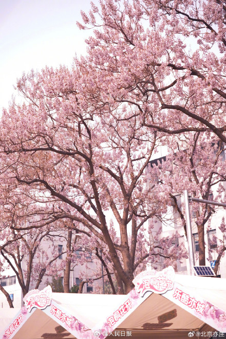 太美了！泡桐花让北京这条街变成了紫色隧道