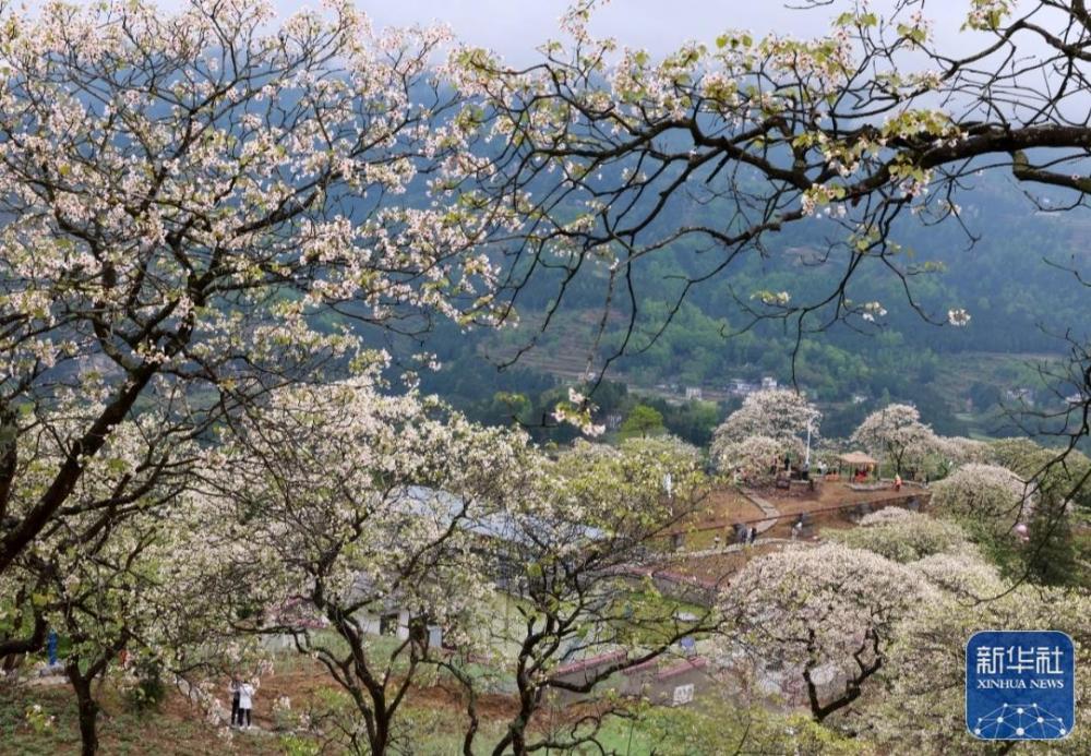 贵州正安：油桐花盛开引客来