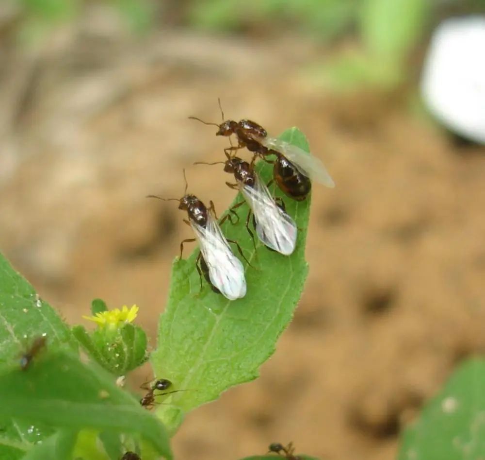 已在广东发现！全球最危险的入侵物种又来了……