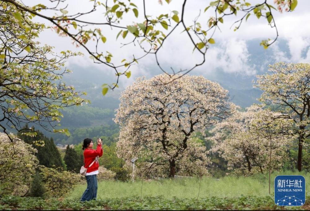 贵州正安：油桐花盛开引客来