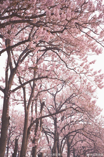 太美了！泡桐花让北京这条街变成了紫色隧道
