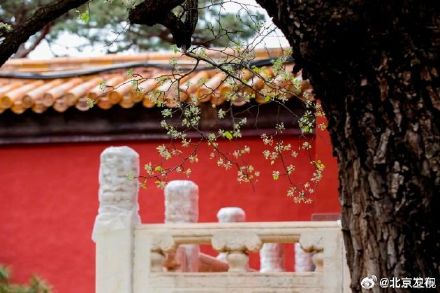 十三陵200岁古杜梨树花开满枝头 十三陵200岁古杜梨树花开满枝头