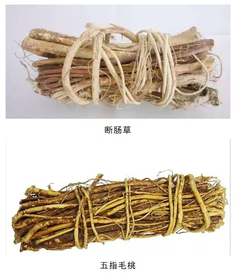 剧毒！千万别拿来煲汤！佛山一家三口吃进ICU……