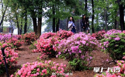 湖南省植物园450亩杜鹃花艳丽绽放 湖南省植物园450亩杜鹃花艳丽绽放