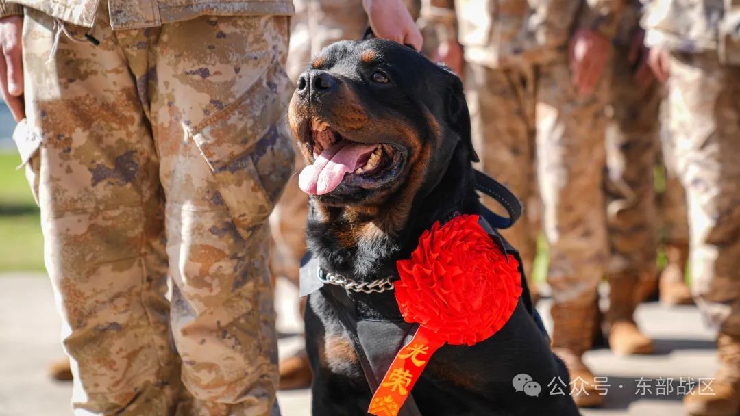 汪！无言 “战士”入列