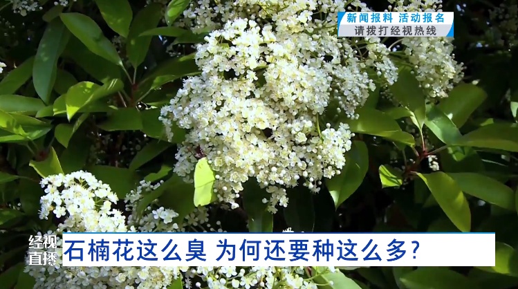 石楠花这么臭，为什么还满大街种植？专家回应