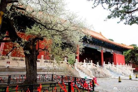 十三陵200岁古杜梨树花开满枝头 十三陵200岁古杜梨树花开满枝头