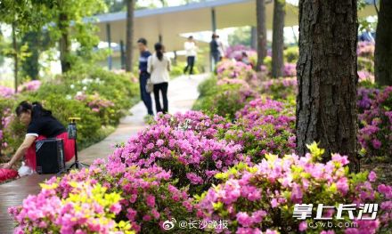 湖南省植物园450亩杜鹃花艳丽绽放 湖南省植物园450亩杜鹃花艳丽绽放
