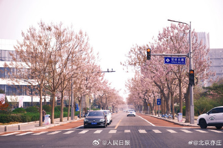 太美了！泡桐花让北京这条街变成了紫色隧道