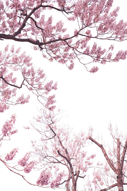 太美了！泡桐花让北京这条街变成了紫色隧道