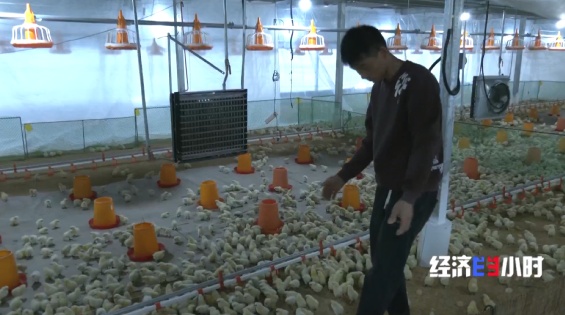 “智能模式”养鸡场 1人1年养20万只鸡 怎么做到的? “智能模式”养鸡场 1人1年养20万只鸡 怎么做到的?