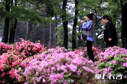 湖南省植物园450亩杜鹃花艳丽绽放 湖南省植物园450亩杜鹃花艳丽绽放