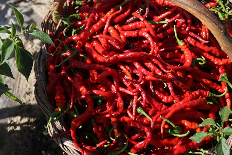 好品中国｜一“麻”一“辣”，解锁“甘味”密码