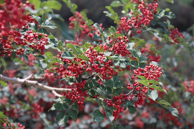 好品中国｜一“麻”一“辣”，解锁“甘味”密码
