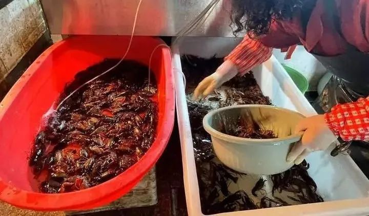 价格腰斩! 预计还要跌! 上海大量上市,提醒: 这个部位不建议吃