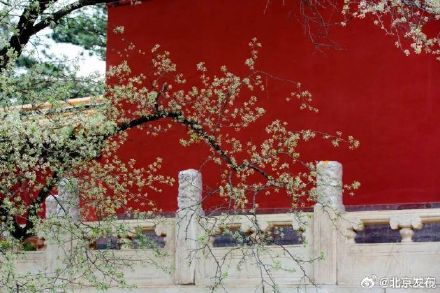十三陵200岁古杜梨树花开满枝头 十三陵200岁古杜梨树花开满枝头