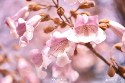 太美了！泡桐花让北京这条街变成了紫色隧道