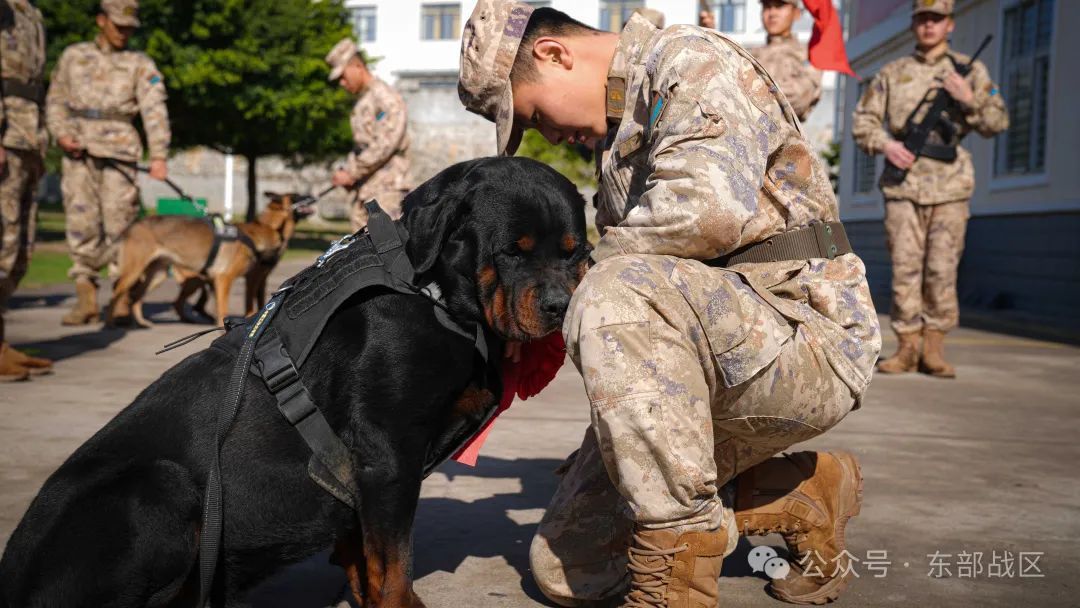 汪！无言 “战士”入列
