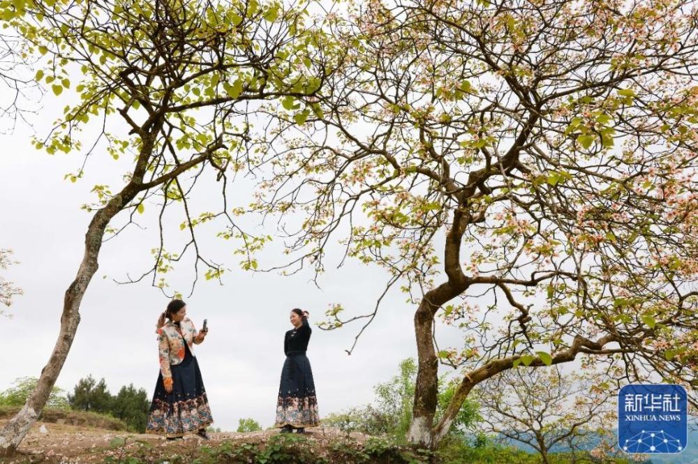 贵州正安：油桐花盛开引客来