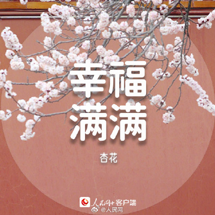 收藏美好!春日花花祝福语 收藏美好!春日花花祝福语