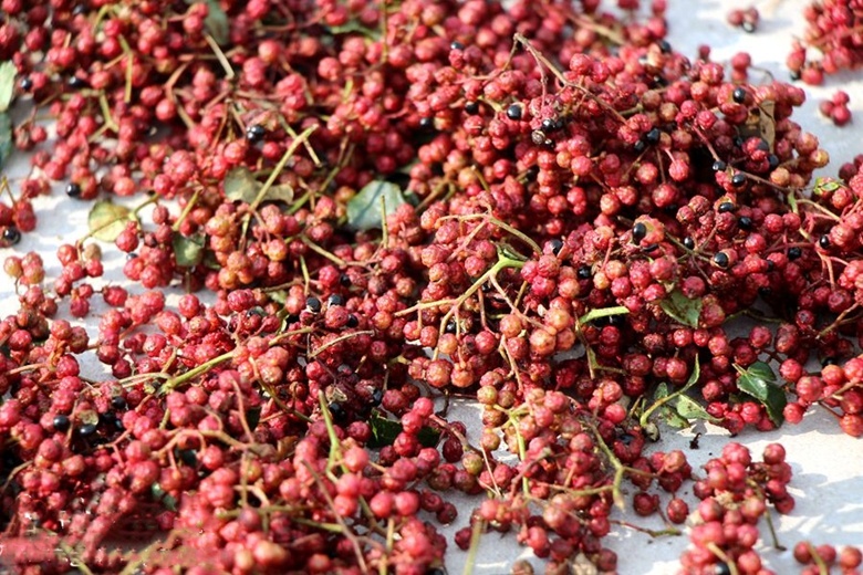 好品中国｜一“麻”一“辣”，解锁“甘味”密码