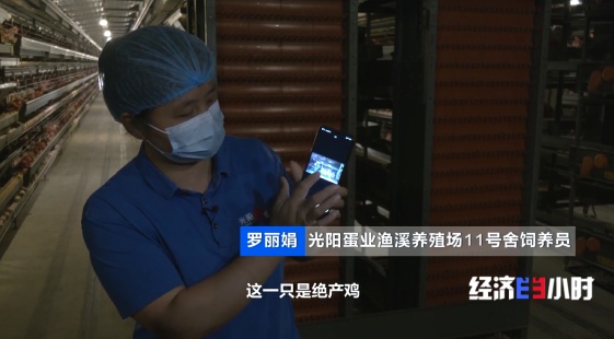 “智能模式”养鸡场 1人1年养20万只鸡 怎么做到的? “智能模式”养鸡场 1人1年养20万只鸡 怎么做到的?