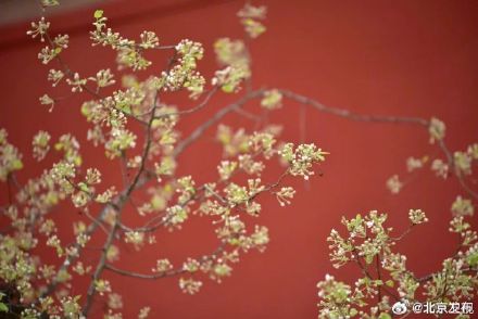十三陵200岁古杜梨树花开满枝头 十三陵200岁古杜梨树花开满枝头
