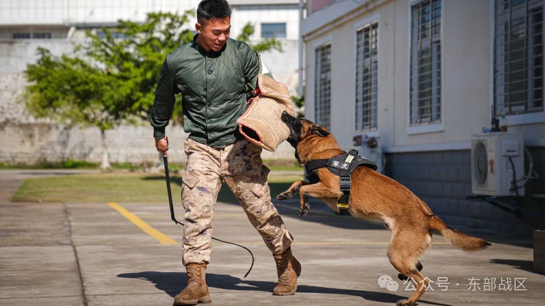 汪！无言 “战士”入列