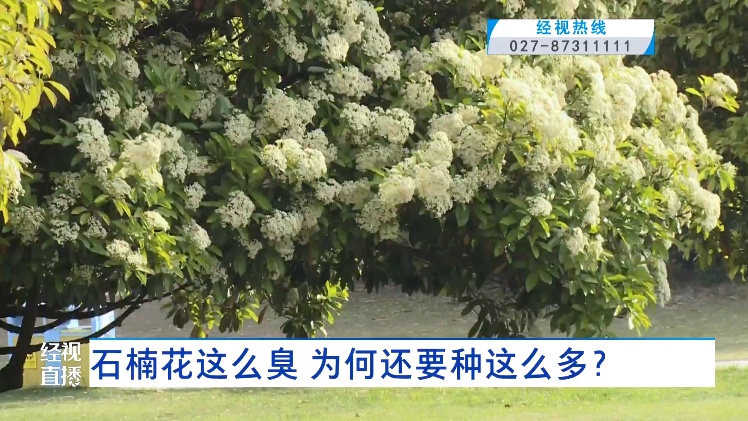 石楠花这么臭，为什么还满大街种植？专家回应